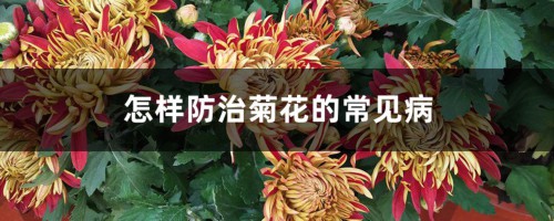 怎样防治菊花的常见病