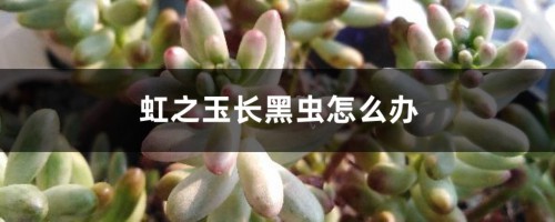 虹之玉长黑虫怎么办